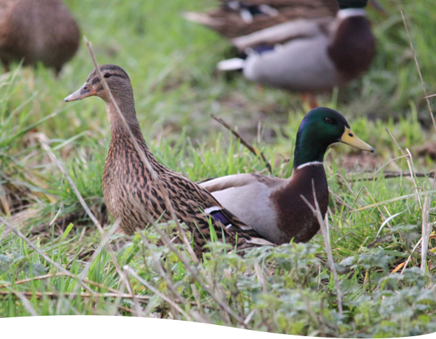 Elevage et vente de canards Colvert chez Vanneau Delepine à Neung sur Beuvron proche de Romorantin-Lanthenay (41)